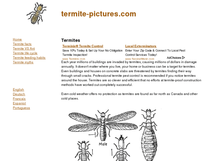 www.termite-pictures.com