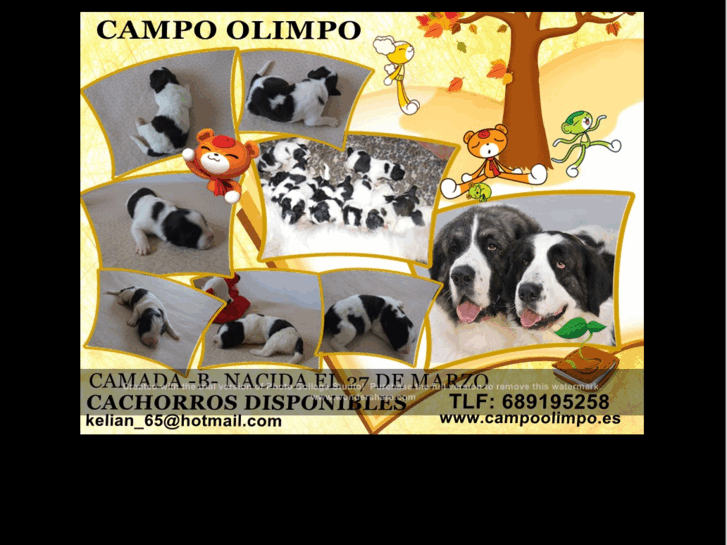 www.campoolimpo.es