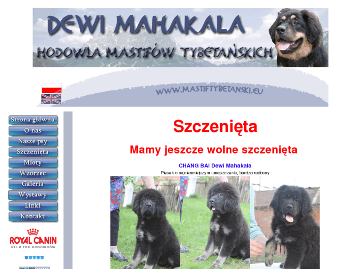 www.mastiftybetanski.eu