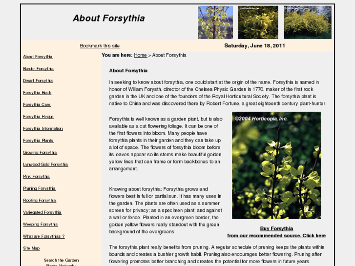 www.aboutforsythia.com