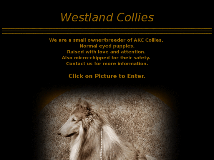 www.westlandcollies.com