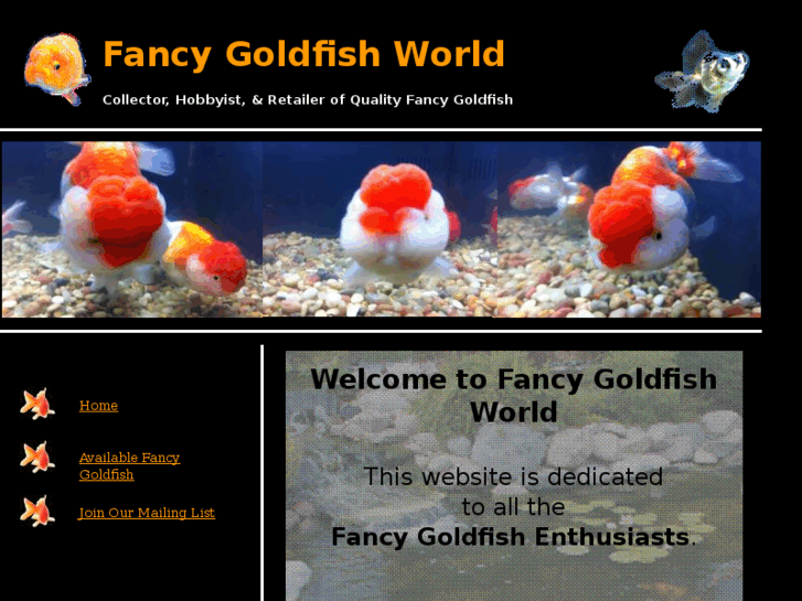 www.fancygoldfishworld.com