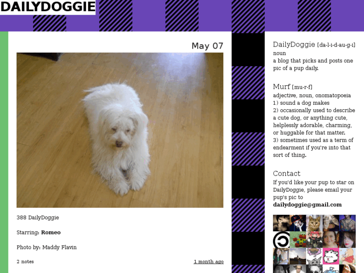 www.dailydoggie.com