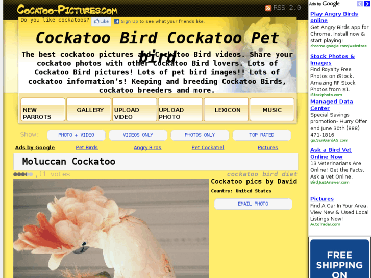 www.cockatoo-pictures.com