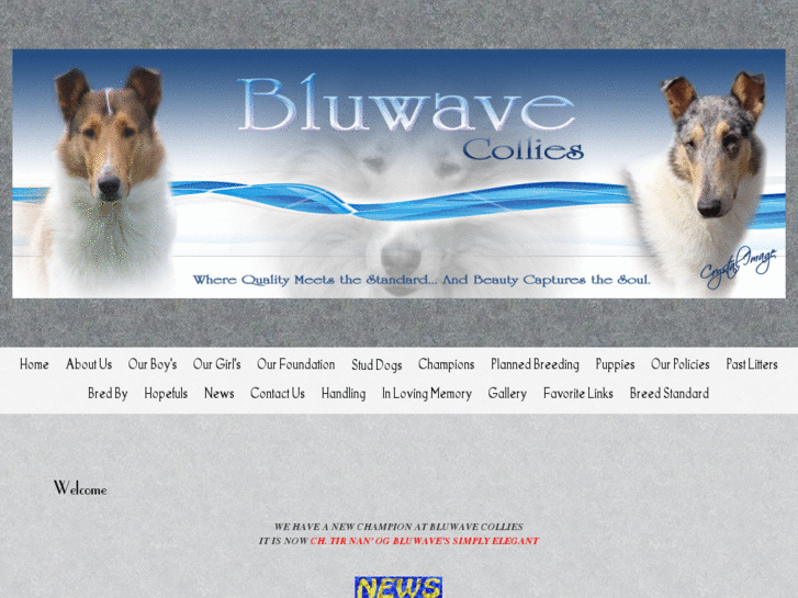 www.bluwavecollies.com