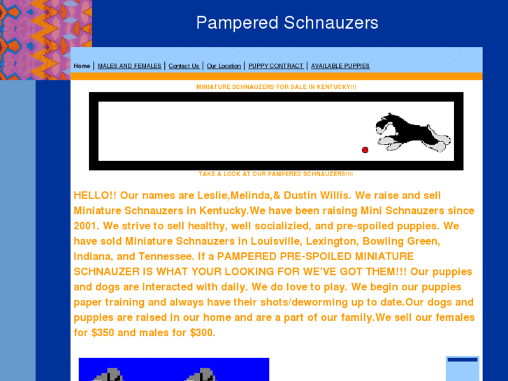 www.pamperedschnauzers.com