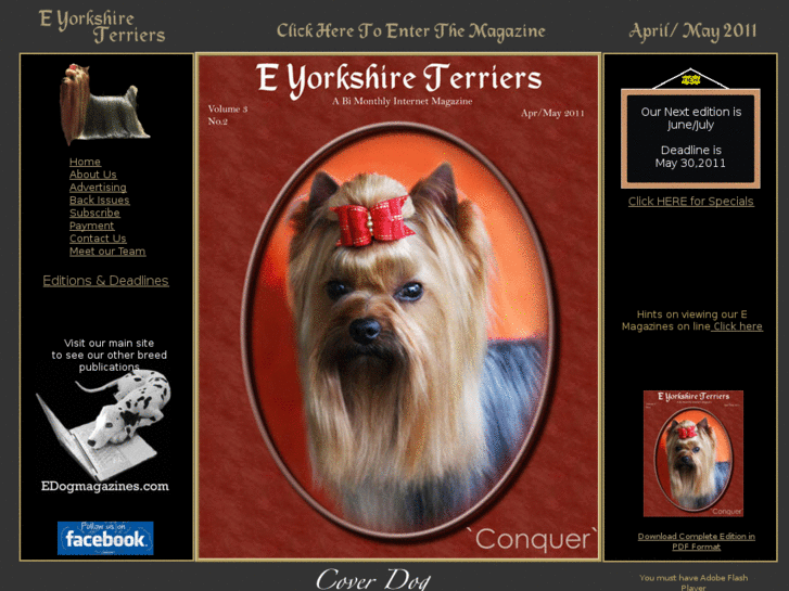 www.eyorkshireterriers.com