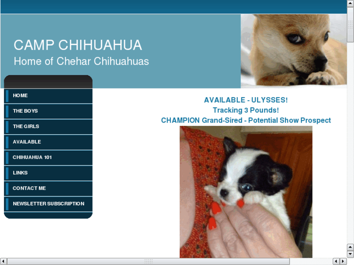 www.campchihuahua.com