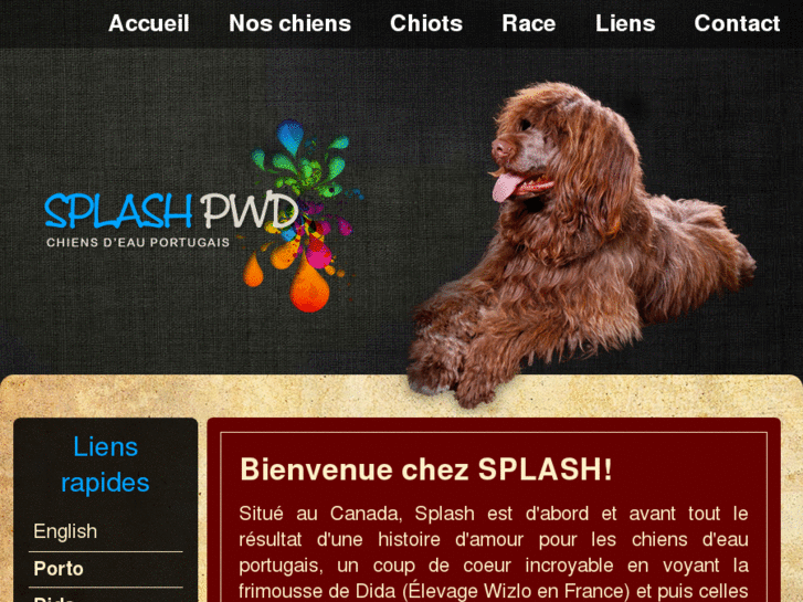 www.splashwaterdogs.com