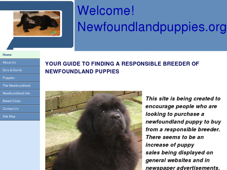 www.newfoundlandpuppies.org