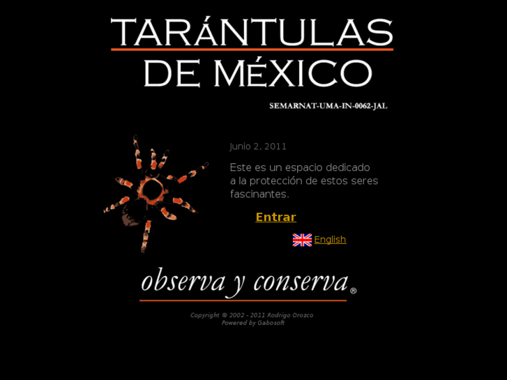 www.tarantulasdemexico.com