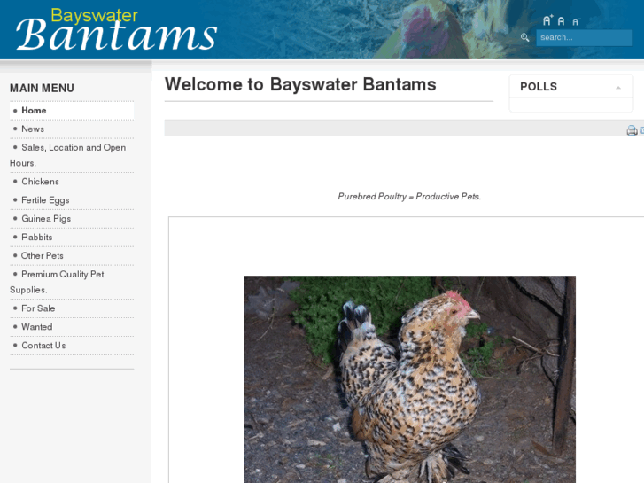 www.bayswaterbantams.com