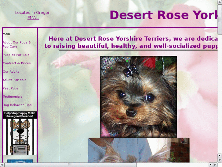 www.desertroseyorkies.com