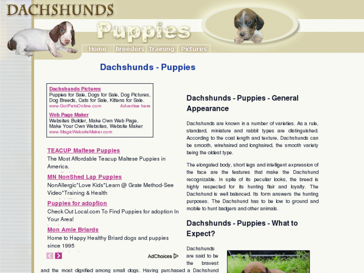 www.dachshunds-puppies.com