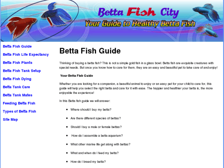 www.bettafishcity.com