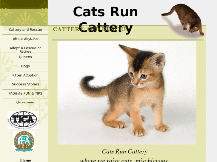 www.catsrun.com