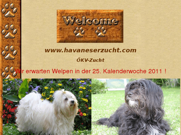 www.havaneserzucht.com