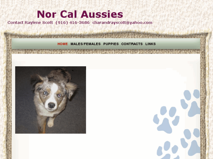 www.norcalaussies.com