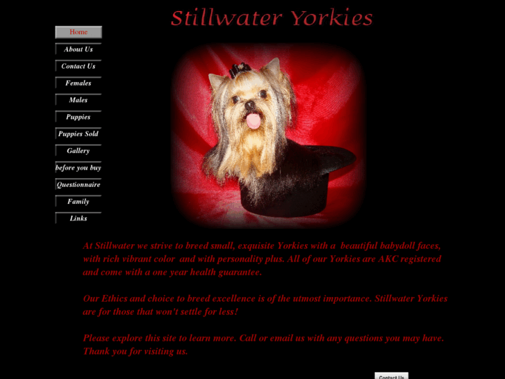 www.stillwateryorkies.com