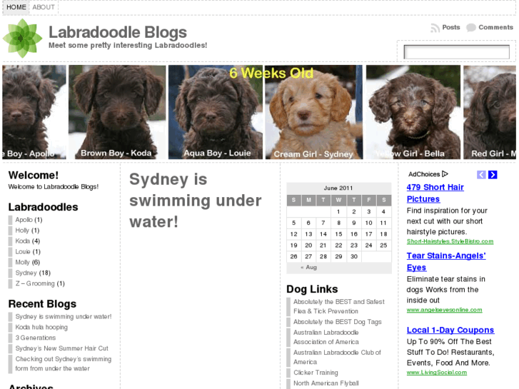 www.labradoodleblogs.com