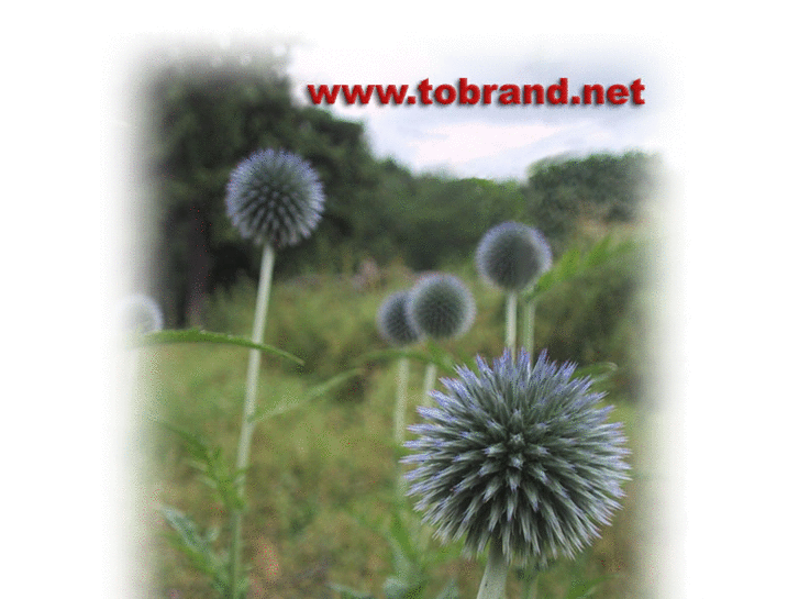 www.tobrand.net