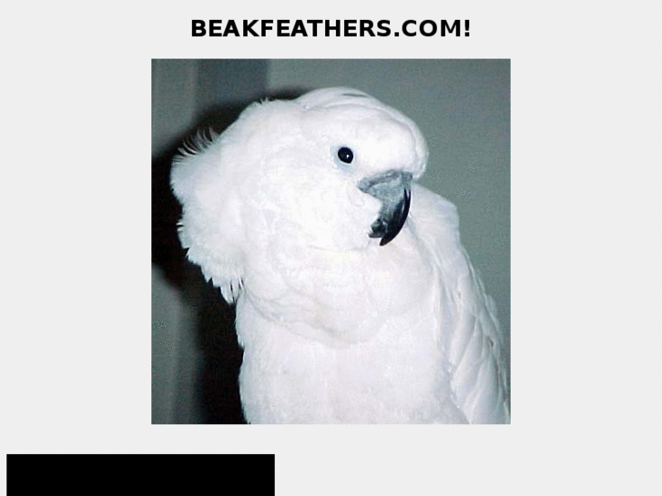 www.beakfeathers.com