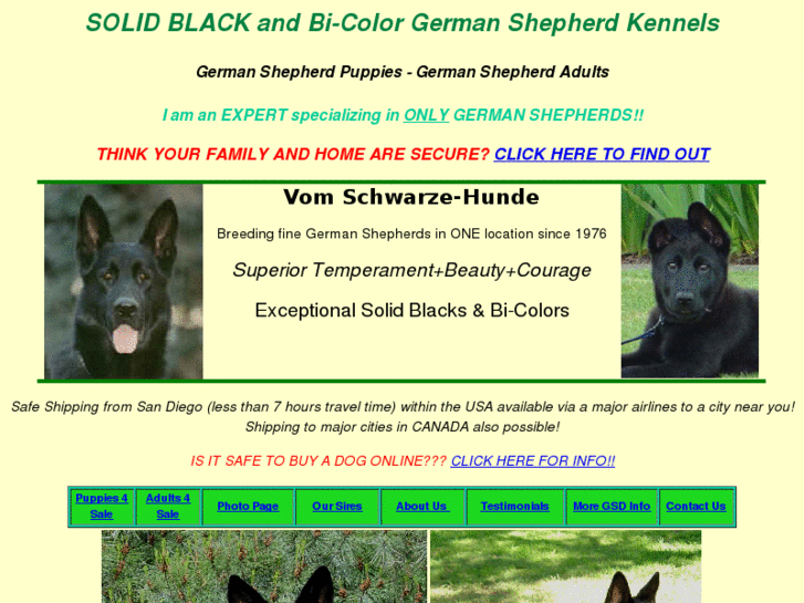 www.blackgermanshep.com