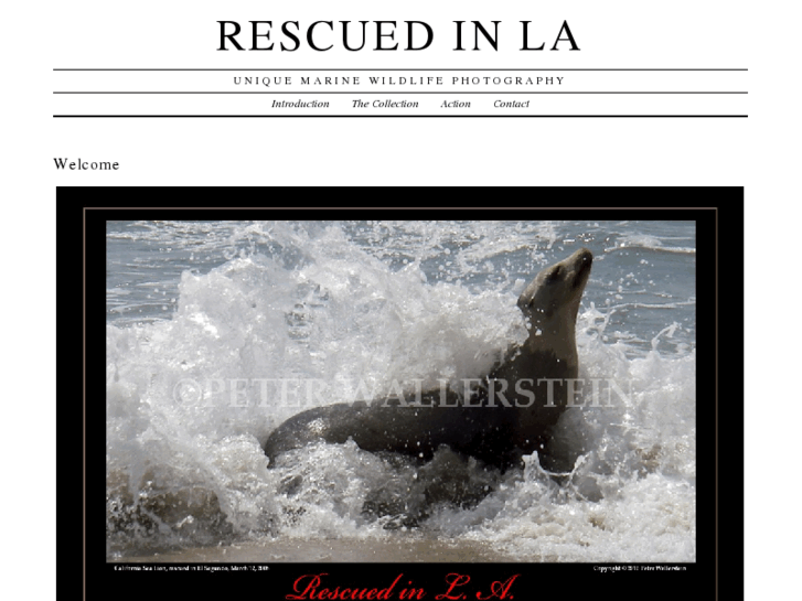 www.rescuedinla.com