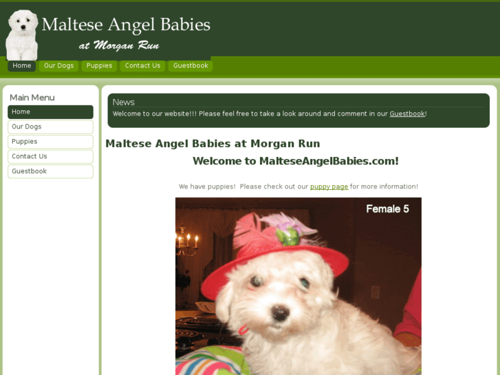 www.malteseangelbabies.com