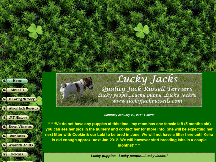 www.luckyjackrussells.com