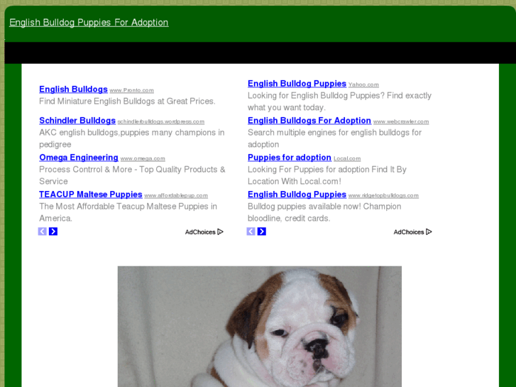 www.englishbulldogpuppiesforadoption.com