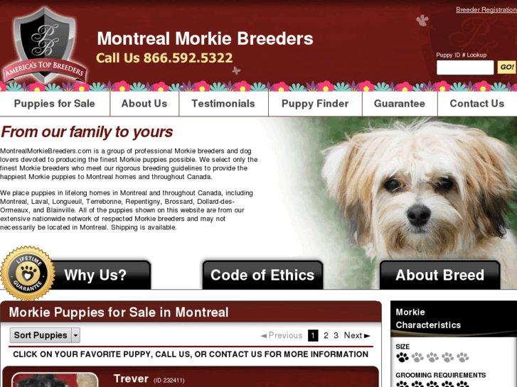 www.montrealmorkiebreeders.com