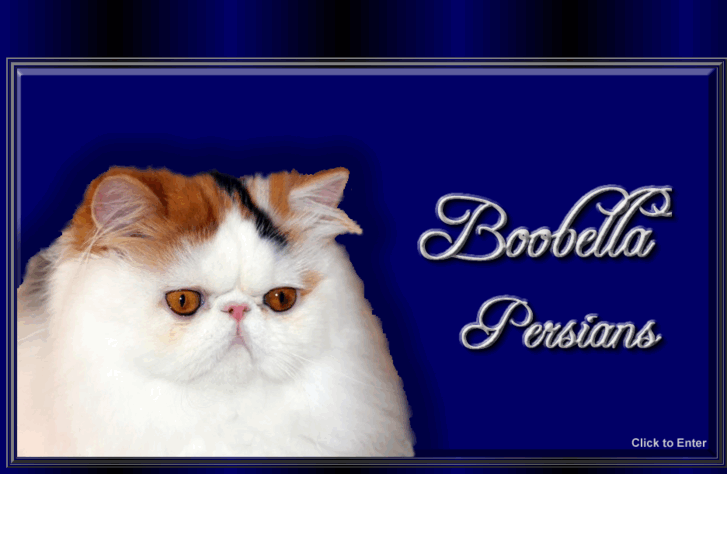 www.boobellapersians.com