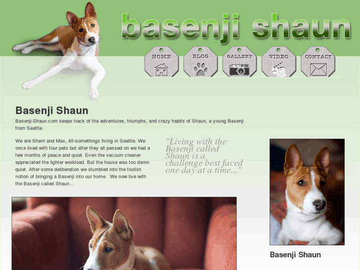 www.basenji-shaun.com