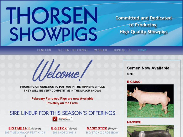 www.thorsenshowpigs.com