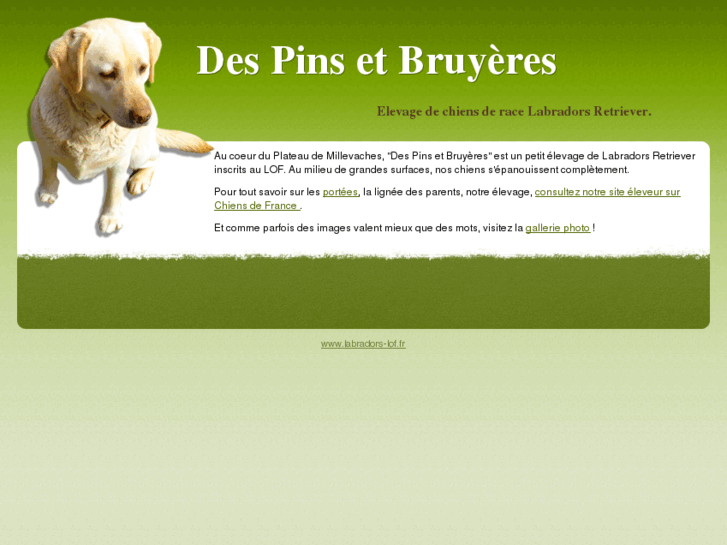 www.labradors-lof.com