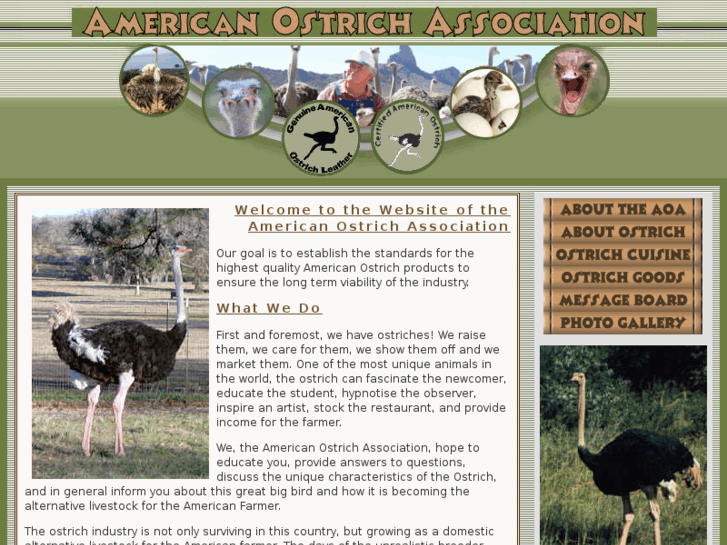 www.ostriches.org