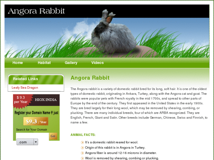 www.rabbitangora.com