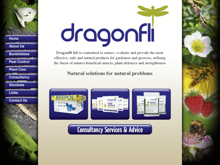 www.dragonfli.co.uk