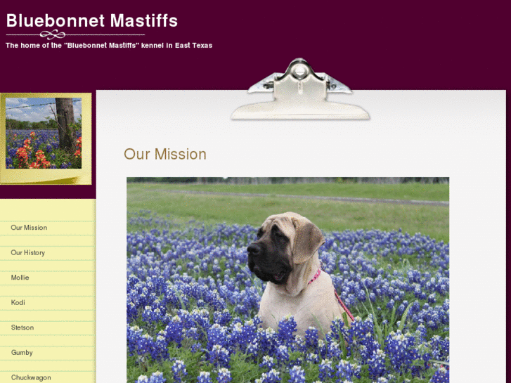 www.bluebonnetmastiffs.com