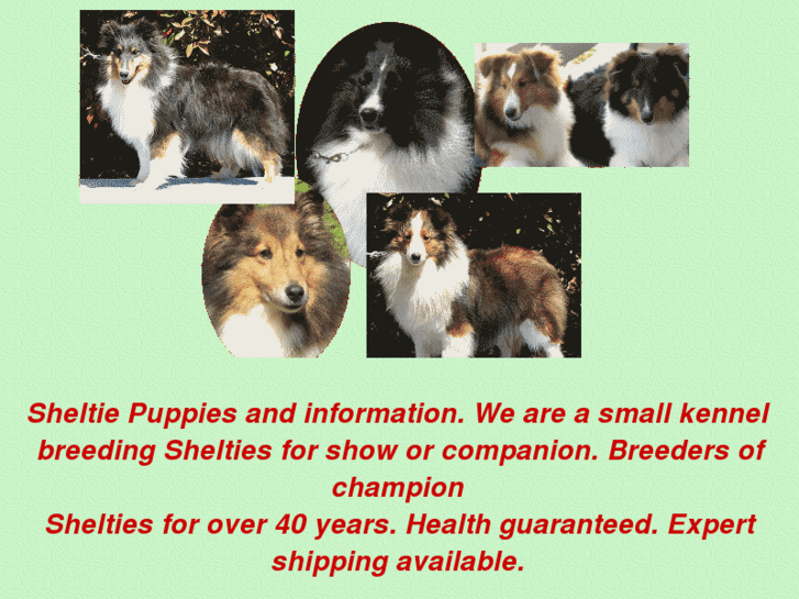 www.sheltie-puppies.com