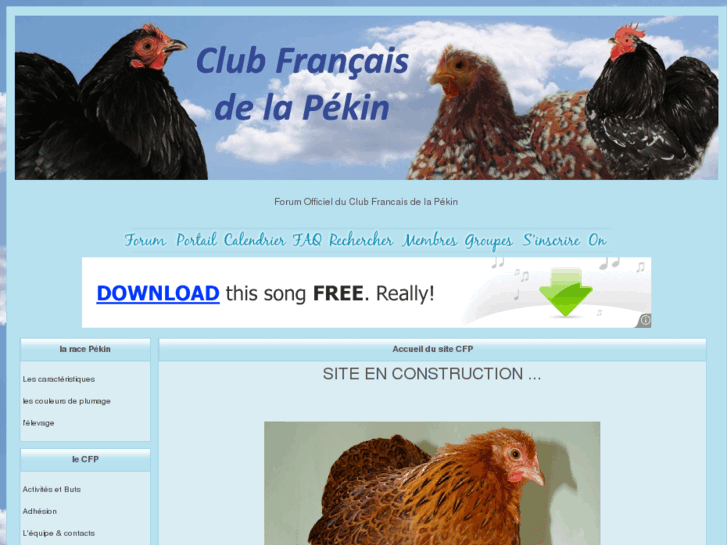www.poule-pekin.com