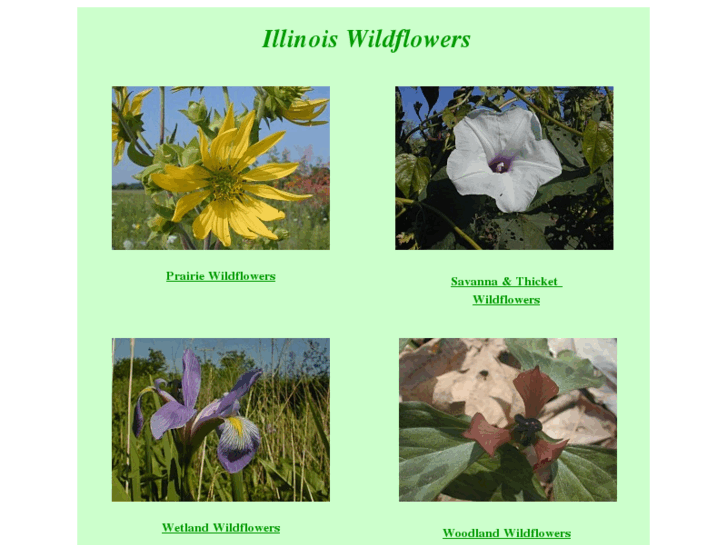 www.illinoiswildflowers.info