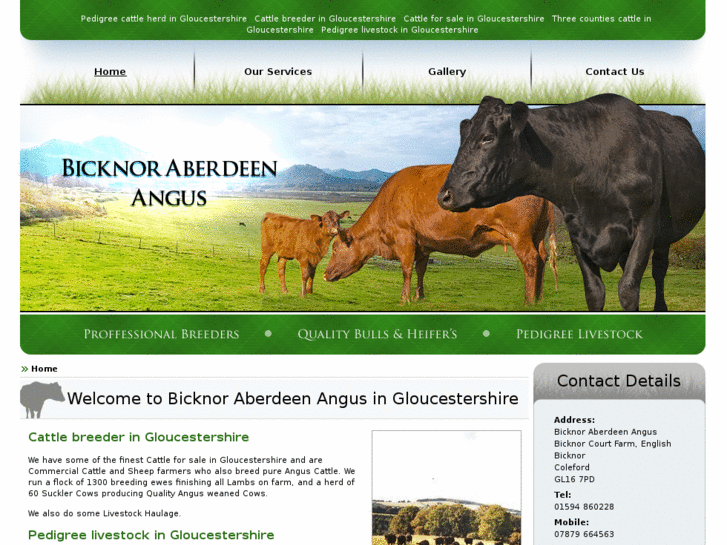 www.bicknoraberdeenangus.com