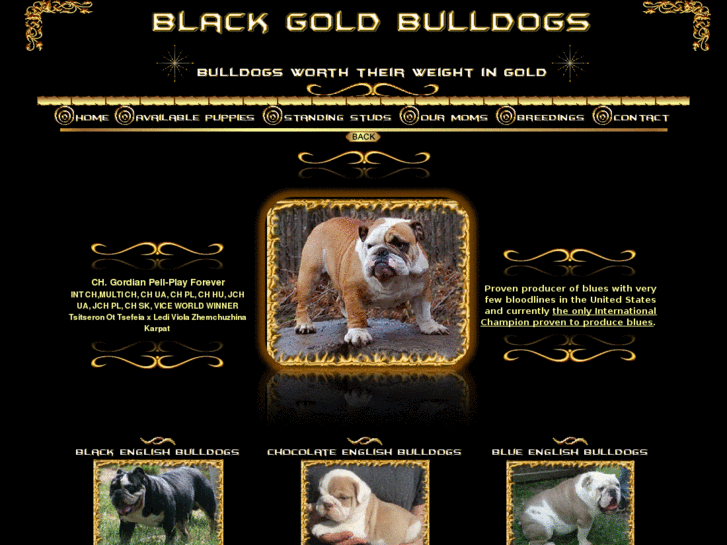 www.blackgoldbulldog.com