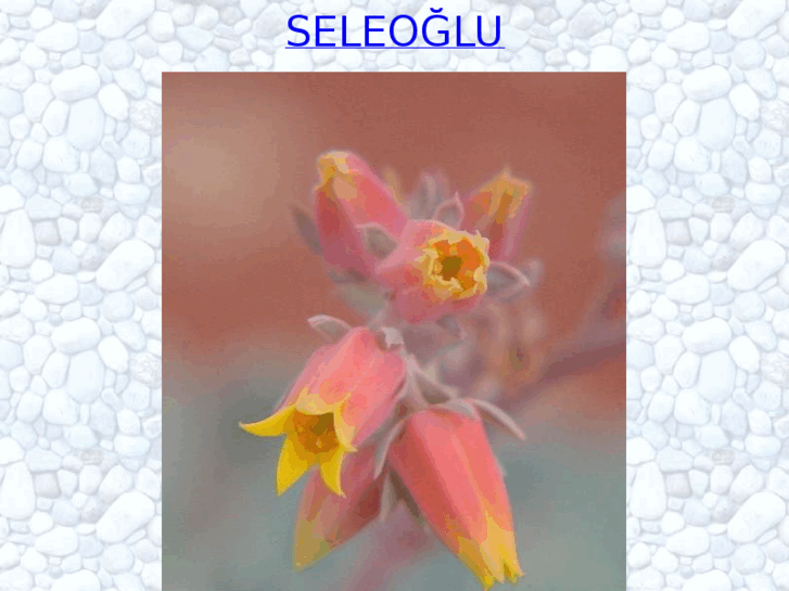 www.seleoglu.com