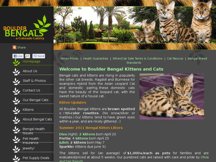 www.bengalcatskittens.com