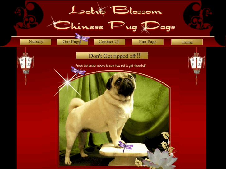 www.lotusblossompugs.com