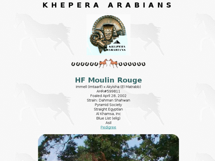 www.kheperaarabians.com