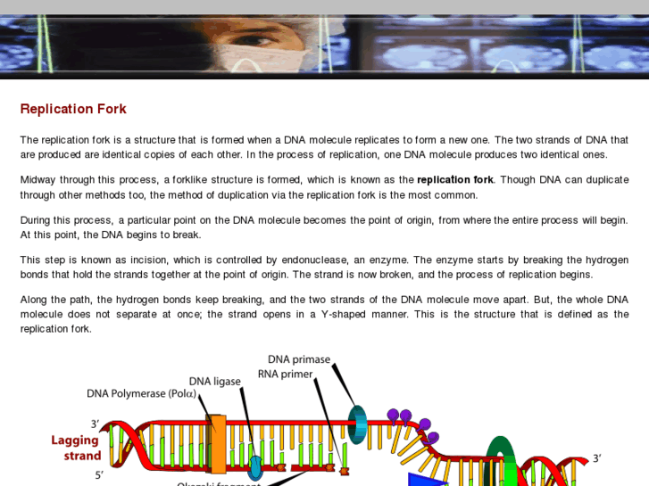 www.replicationfork.com